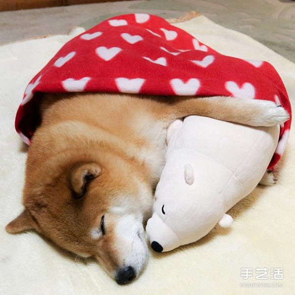 The Akita dog and its white bear best friend are sleeping in the same posture, so cute! 