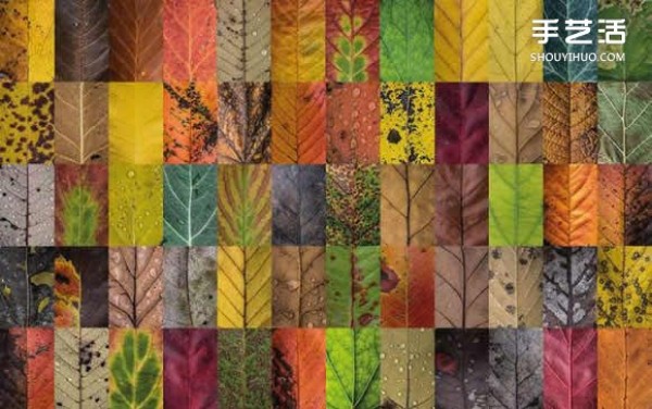 Use photography to preserve the beauty of leaves like a beautiful patchwork of leaves