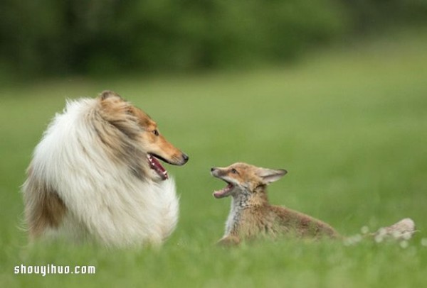 The cross-race family relationship between the fox baby and the sheepdog mother!