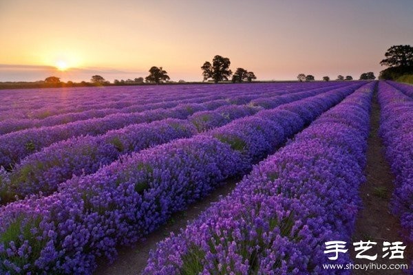 Lavender Family Farm in Somerset, UK