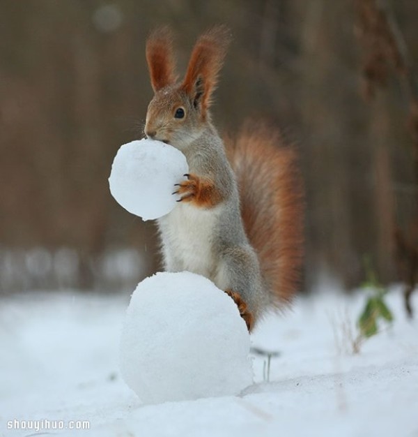 Heart melts with the snow! Cute snow squirrel photography