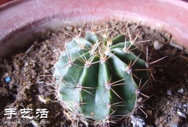 How to graft prickly pear cactus grafting steps