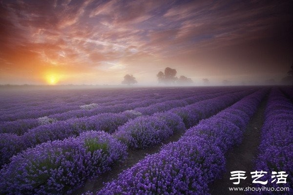 Lavender Family Farm in Somerset, UK