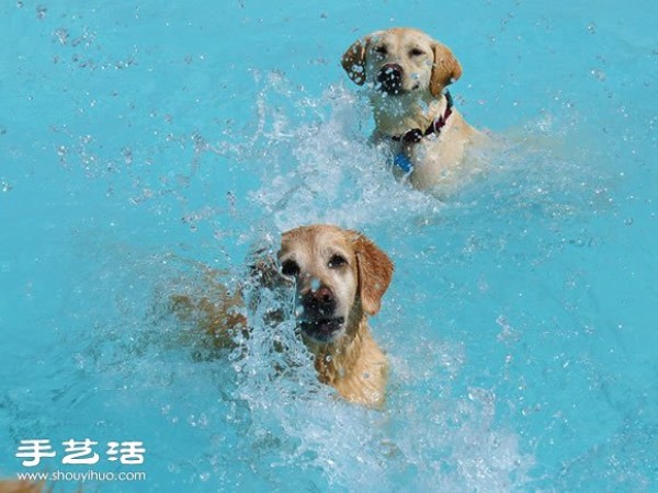 Happy pool party for dogs to have fun!