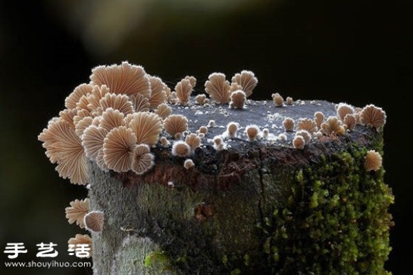 Incredible beauty: Appreciation of beautiful photography of fungi