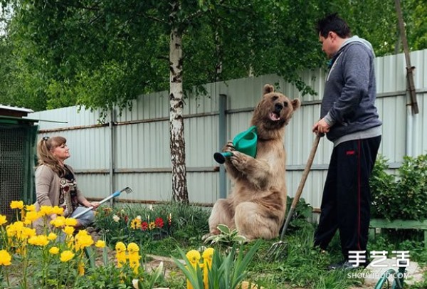 Just like a fairy tale, a big bear can also become a partner of humans