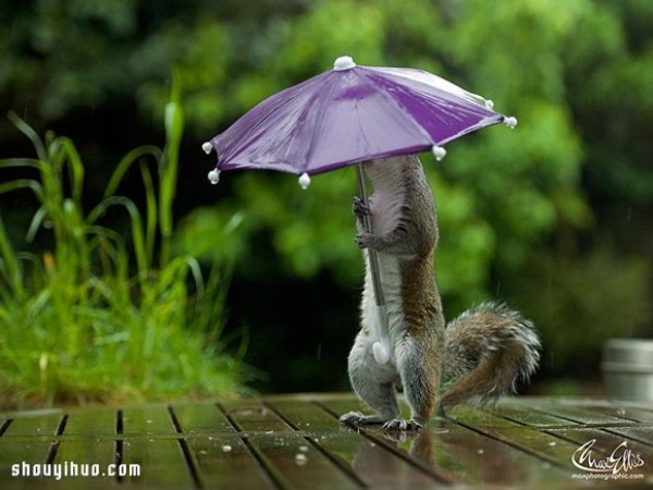 The cute photo of a squirrel holding an umbrella hiding from the rain will bring you a good mood all day long Mood