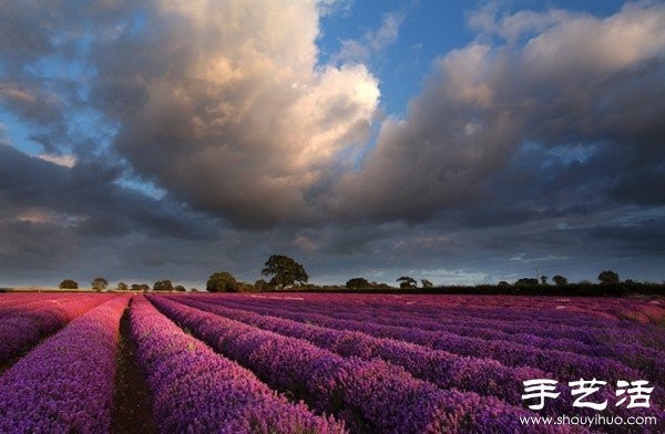 Lavender Family Farm in Somerset, UK