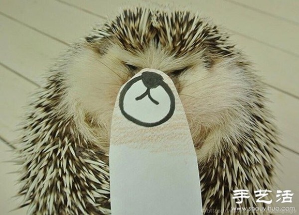 Little Creative DIY Super Cute Hedgehog Photography