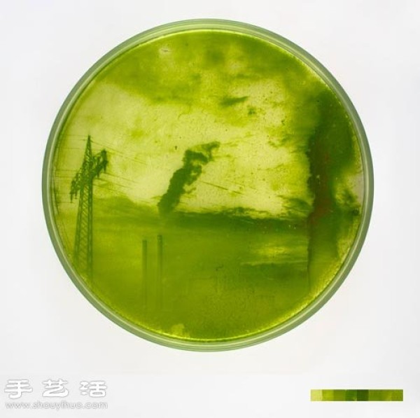 Use algae microorganisms to DIY to make creative seaweed paintings