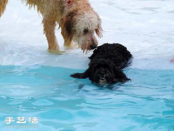 Happy pool party for dogs to have fun!