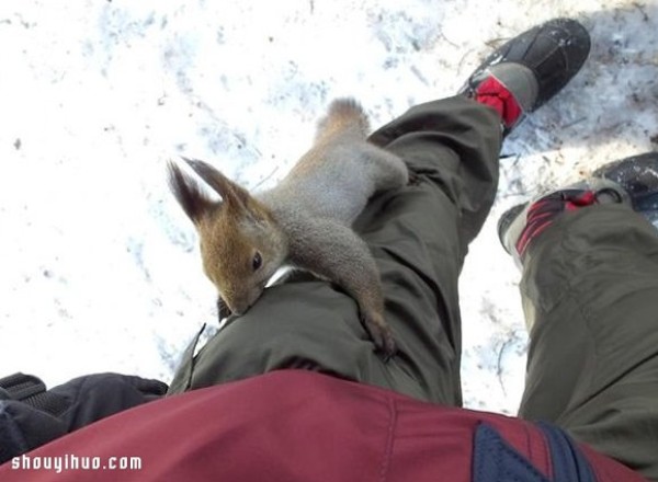 How would a squirrel react if I put some walnuts in my pocket and go hiking? 