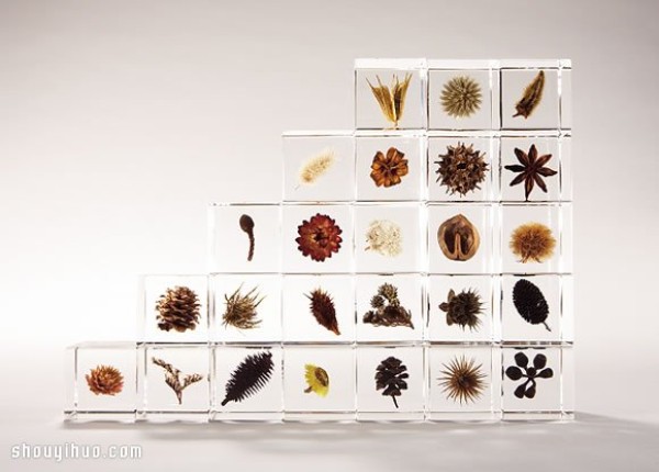 Exhibition of Herbarium Works in Kyoto to Heal the Universe in Cubes