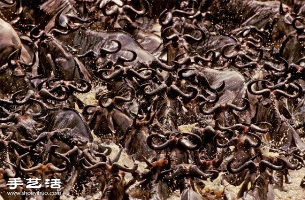 Counting poop is a beautiful photo of a large gathering of creatures you have never seen