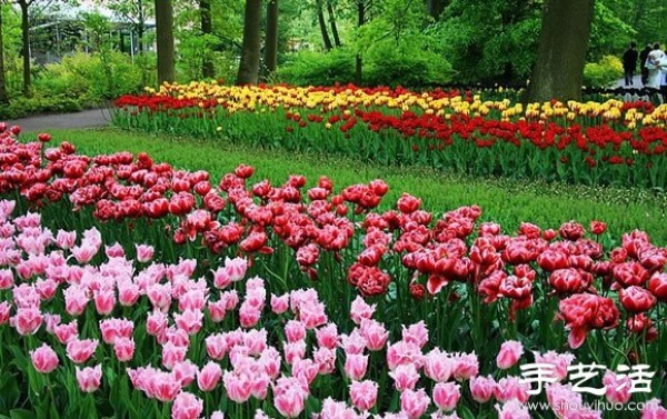 The most beautiful garden in spring - Keukenhof Park