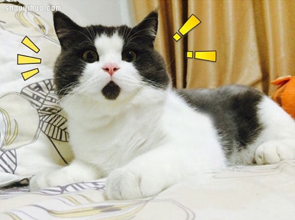 18 world-famous cat stars that are irresistible