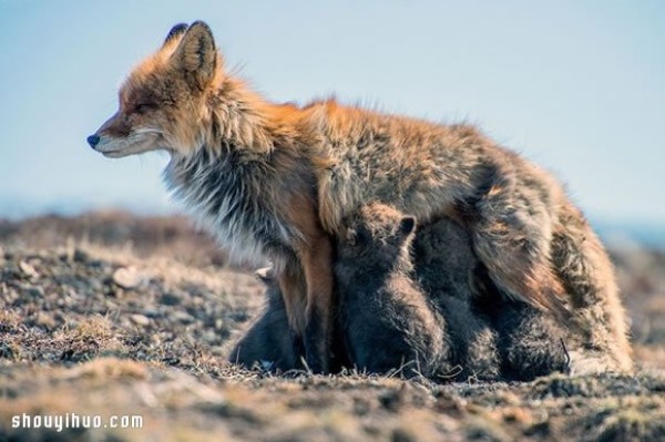 Photo of a fox taken by a mining engineer while working in the Arctic Circle