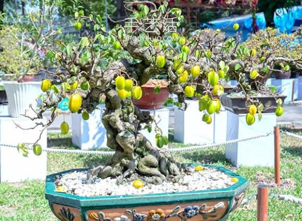 Mini bonsai tree DIY! Full-size apples and other fruits can be grown