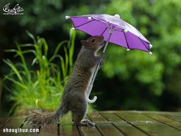 The cute photo of a squirrel holding an umbrella hiding from the rain will bring you a good mood all day long Mood