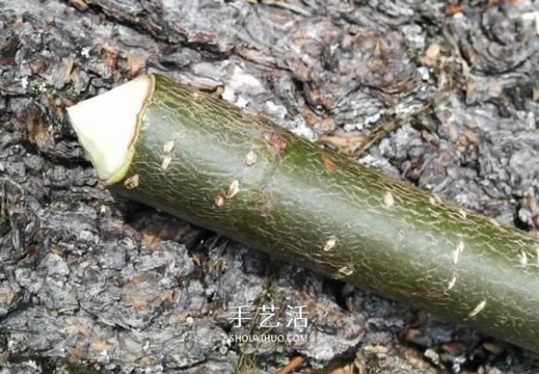 How to make your own top by carving it from tree branches! 