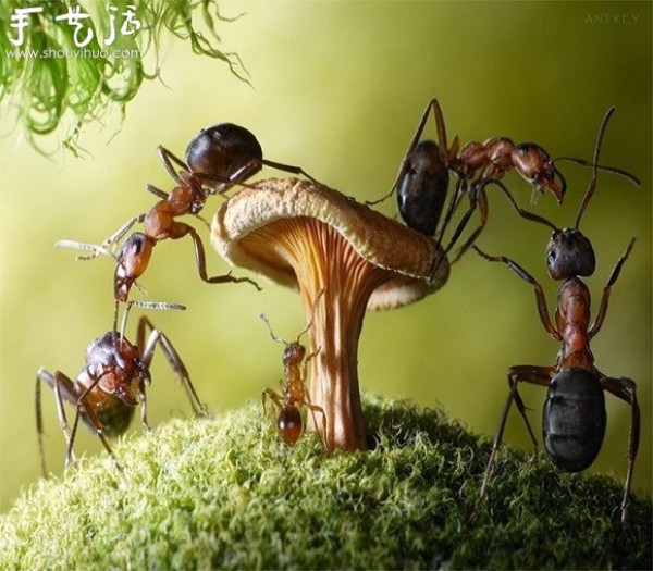 Macro photography: The magical world of ants