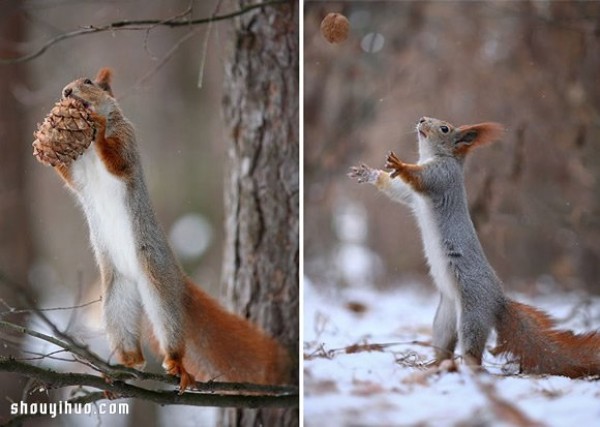 Heart melts with the snow! Cute snow squirrel photography