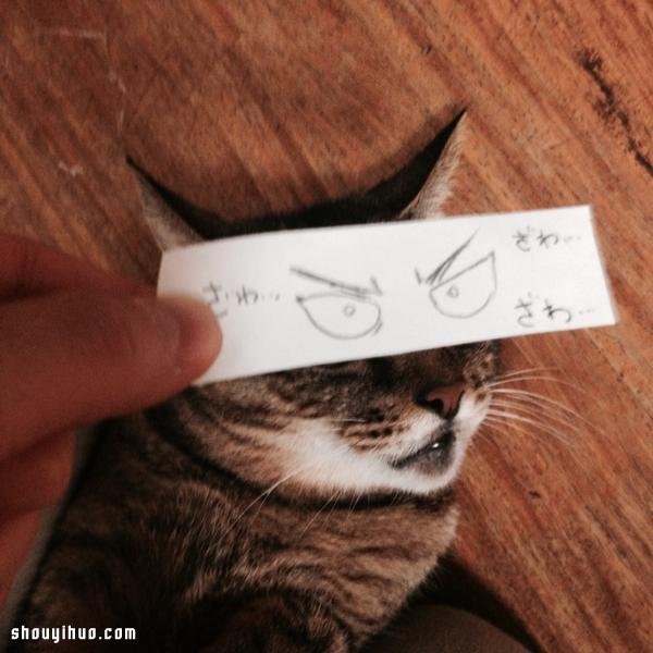 Japanese cat slave hand-painted funny eyes DIY super spoof cat cute photos