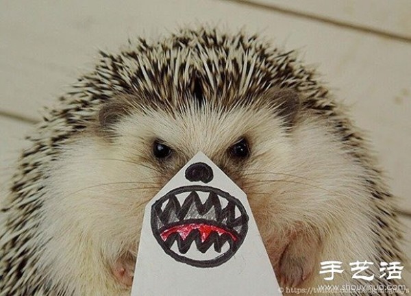 Little Creative DIY Super Cute Hedgehog Photography