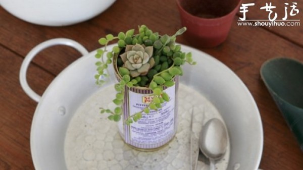 Transplanting succulents into tin cans, a tutorial on DIY fresh potted plants