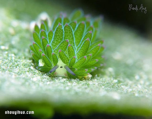 The cutest creature! Algae nudibranch that looks like a little sheep