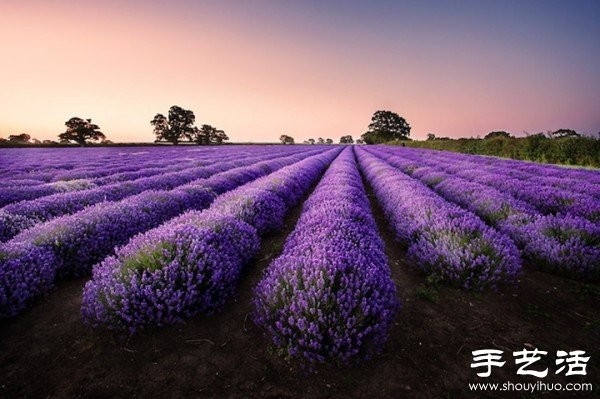 Lavender Family Farm in Somerset, UK