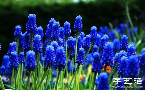 The most beautiful garden in spring - Keukenhof Park