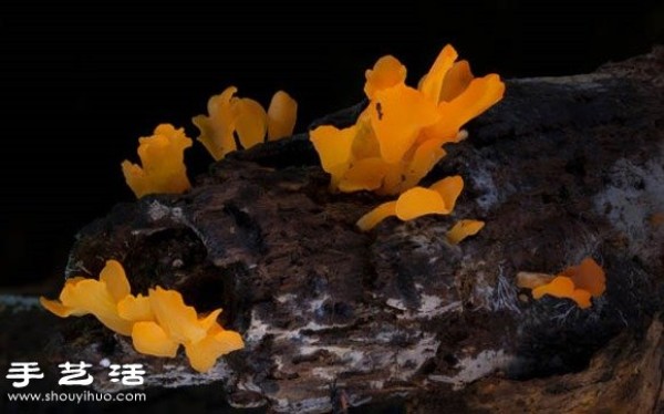 Incredible beauty: Appreciation of beautiful photography of fungi