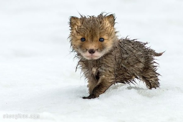 Photo of a fox taken by a mining engineer while working in the Arctic Circle