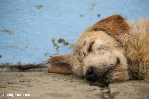 A touching story about an extreme athlete meeting a stray dog