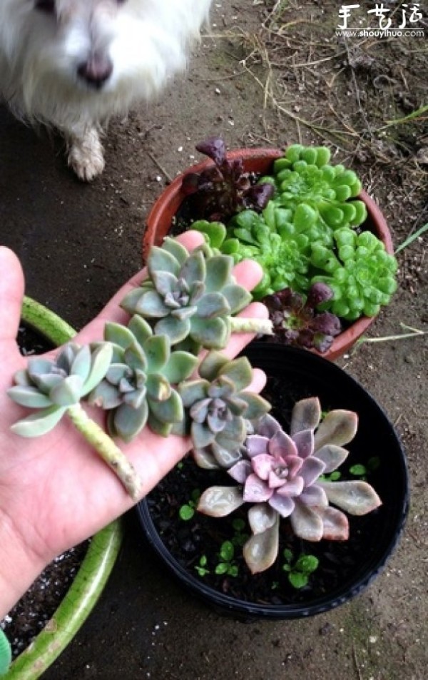 Echeveria genus succulent plant DIY water lily potted plant