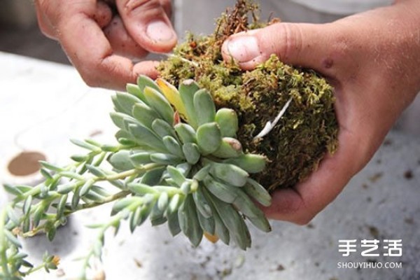 How to hang succulents and grow them without flower pots! 