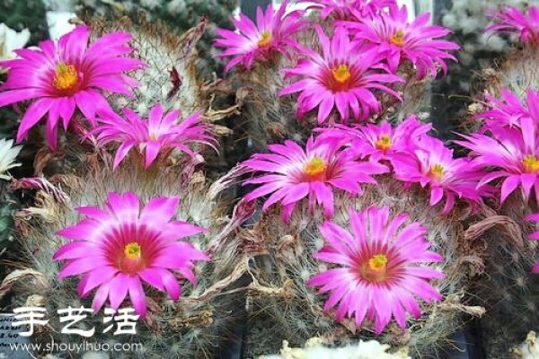 Beautiful Cactus Flower