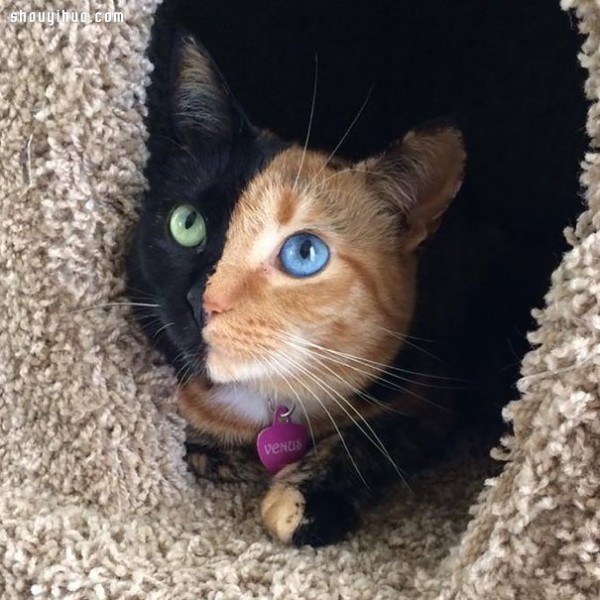 18 world-famous cat stars that are irresistible