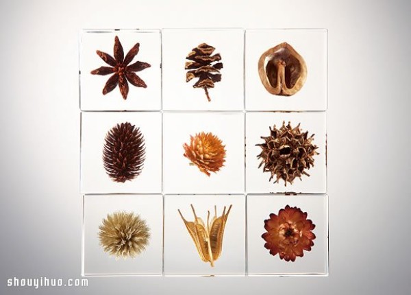 Exhibition of Herbarium Works in Kyoto to Heal the Universe in Cubes