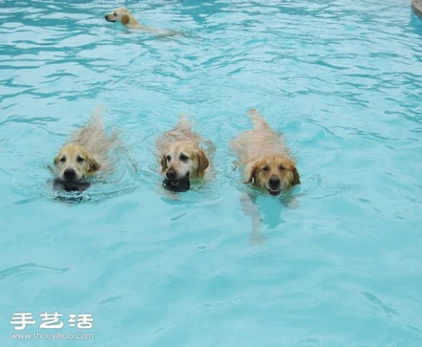 Happy pool party for dogs to have fun!