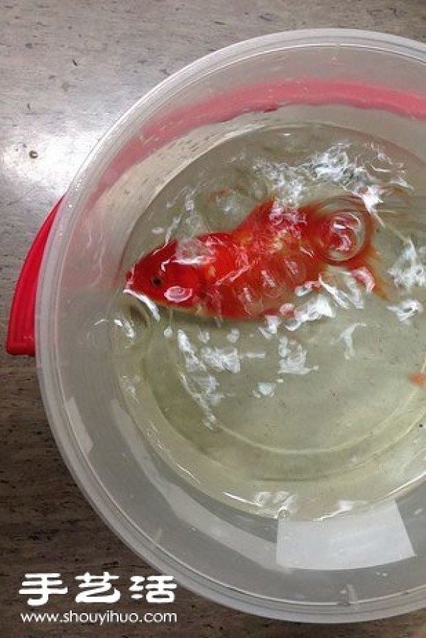 This owner decided to perform brain surgery on a 10-year-old goldfish