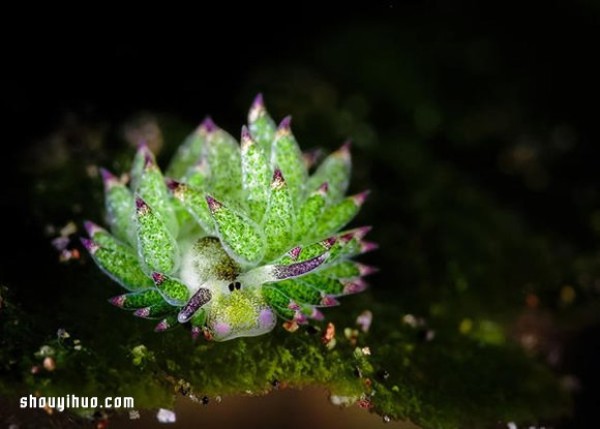 The cutest creature! Algae nudibranch that looks like a little sheep