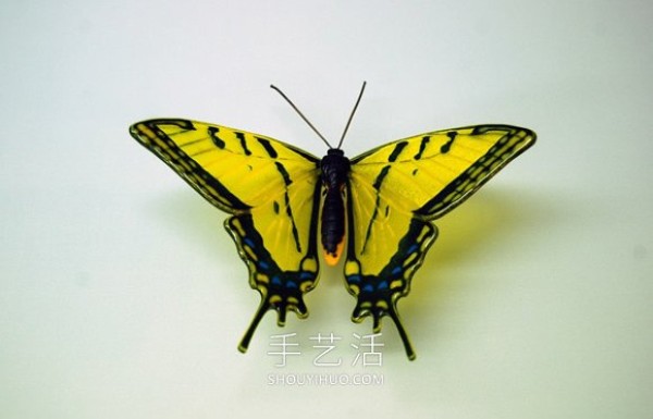 Realistic butterfly glass sculpture! Based on the endangered butterfly