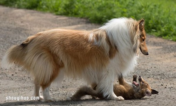 The cross-race family relationship between the fox baby and the sheepdog mother!