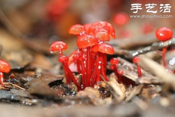 Beautiful and dreamy mushrooms, it turns out that mushrooms can also be viewed