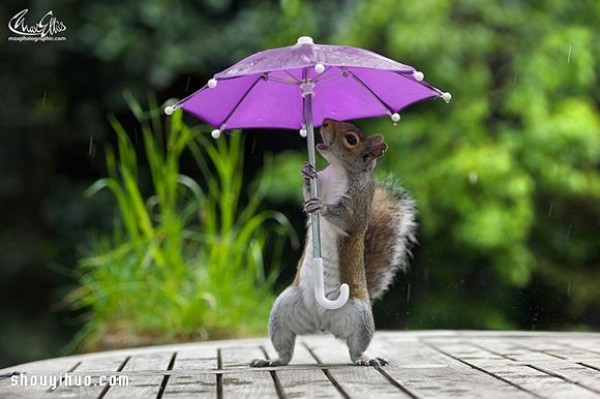 The cute photo of a squirrel holding an umbrella hiding from the rain will bring you a good mood all day long Mood