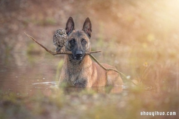 Real fairy tale ~ The pure love friendship between the little owl and the big dog