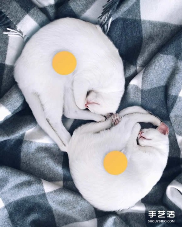 The most beautiful twins: the melting white kitten Sis.Twins.