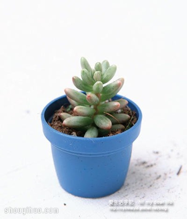 What is suitable for planting in winter? A combination of succulents that are more beautiful the colder it is